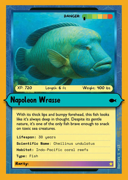 Napoleon Wrasse