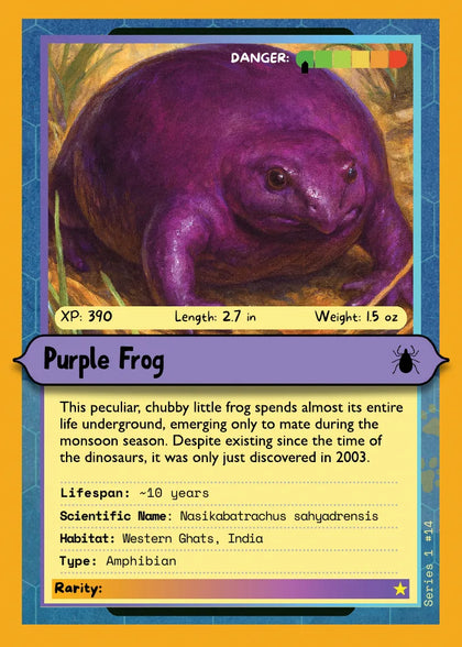 Purple Frog
