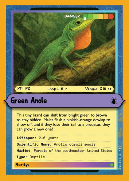 Green Anole