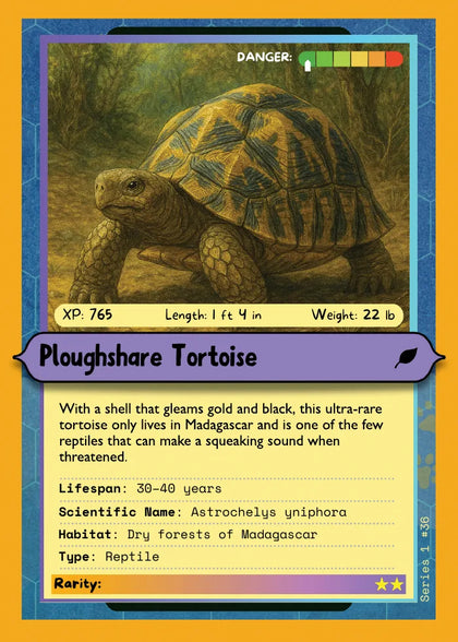 Ploughshare Tortoise