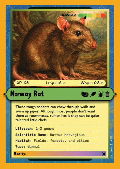 Norway Rat