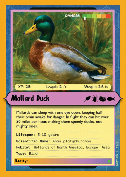 Mallard Duck