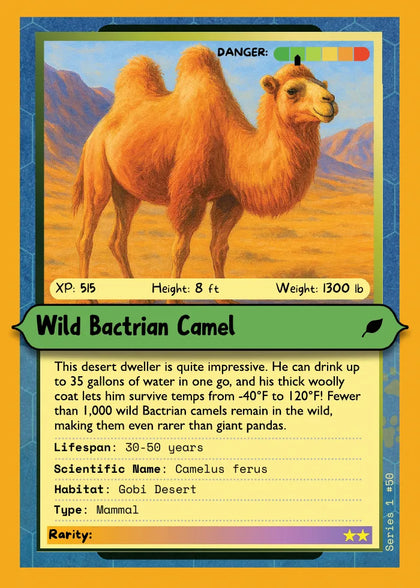 Wild Bactrian Camel