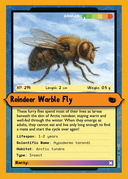 Reindeer Warble Fly
