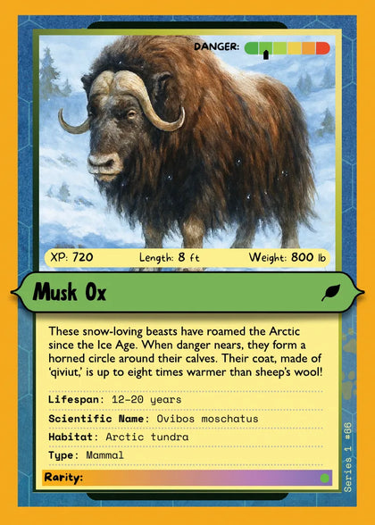 Musk Ox