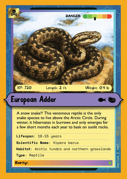European Adder