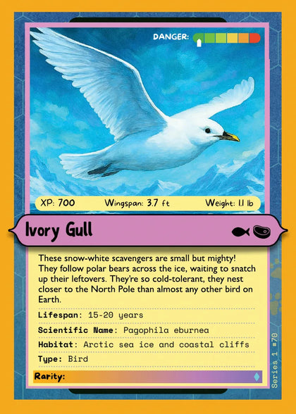 Ivory Gull