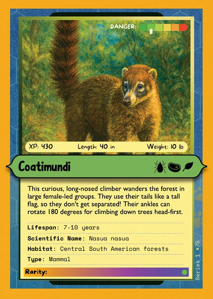 Coatimundi