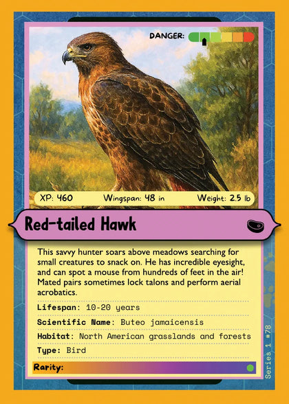 Red-tailed Hawk