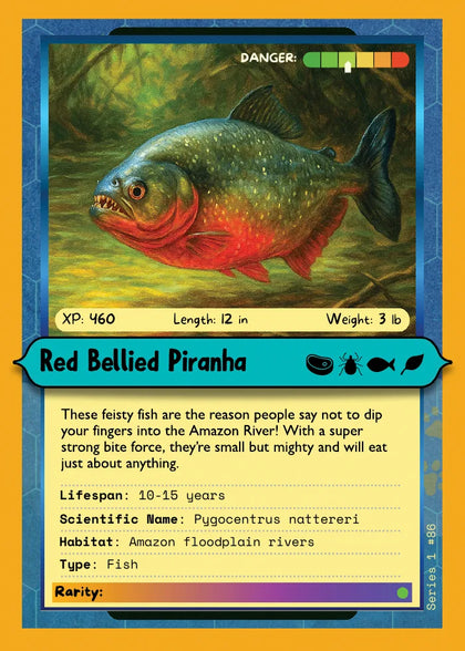 Red Bellied Piranha