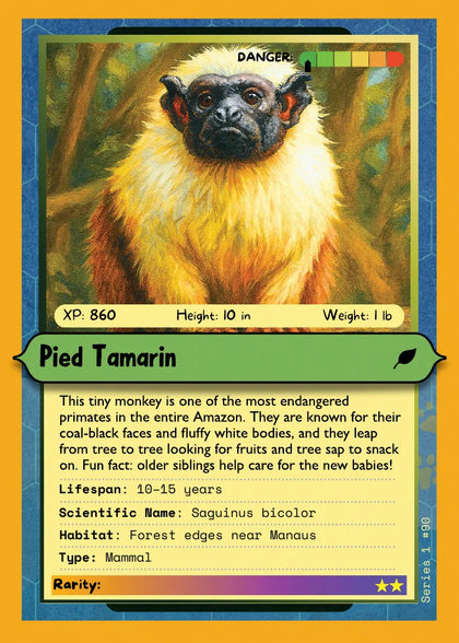 Pied Tamarin