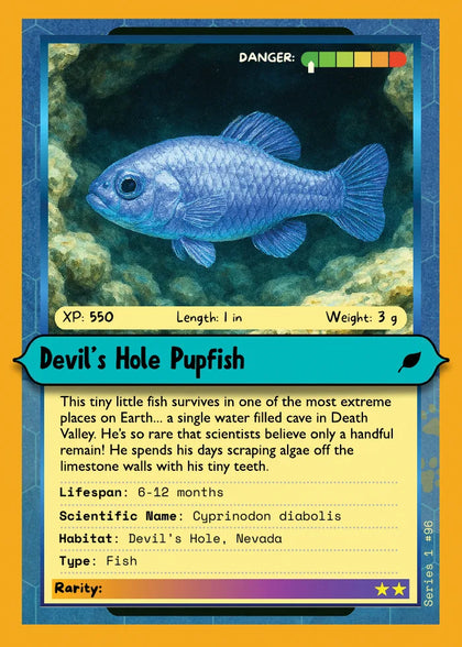 Devil’s Hole Pupfish
