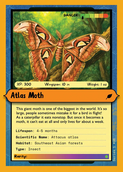 Atlas Moth