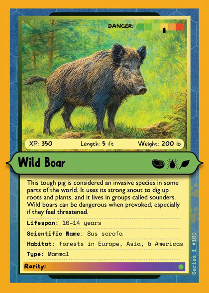 Wild Boar