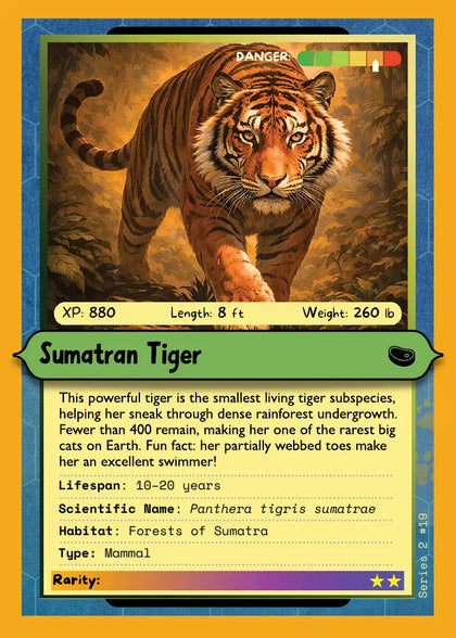 Sumatran Tiger