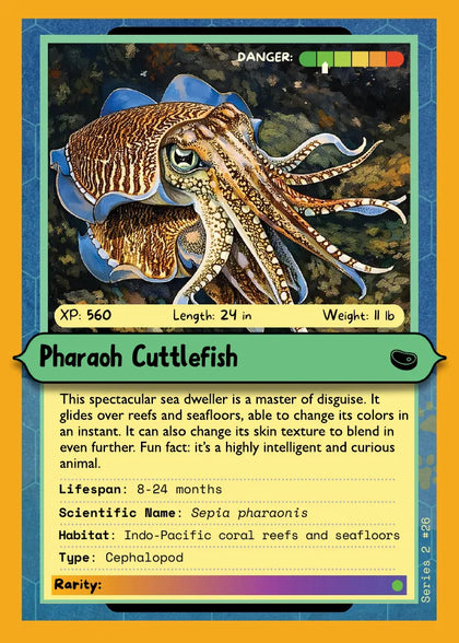 Pharaoh Cuttlefish