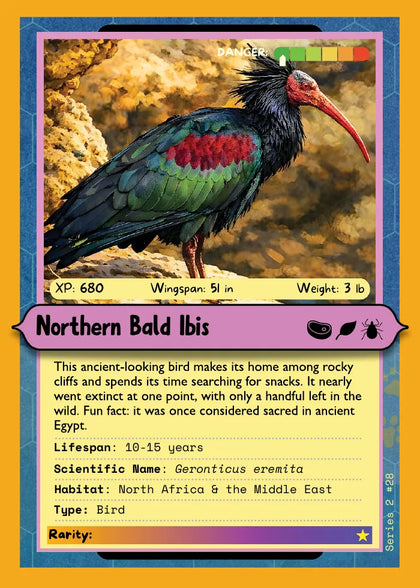 Northern Bald Ibis