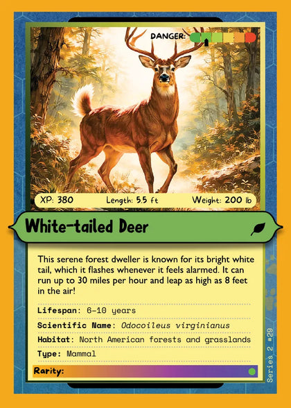 White-tailed Deer