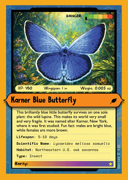 Karner Blue Butterfly