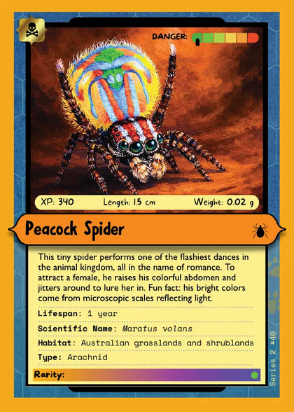Peacock Spider