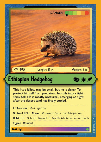 Ethiopian Hedgehog