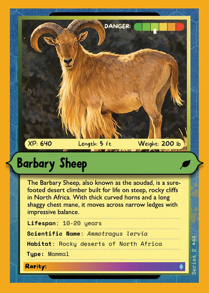 Barbary Sheep