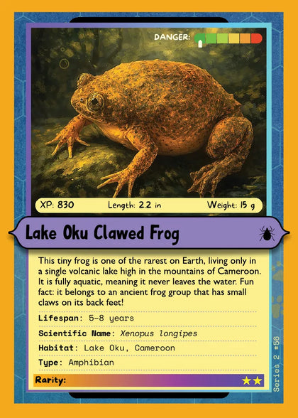 Lake Oku Clawed Frog