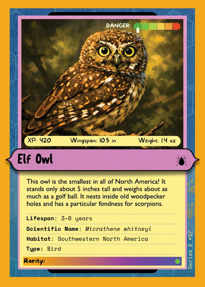 Elf Owl