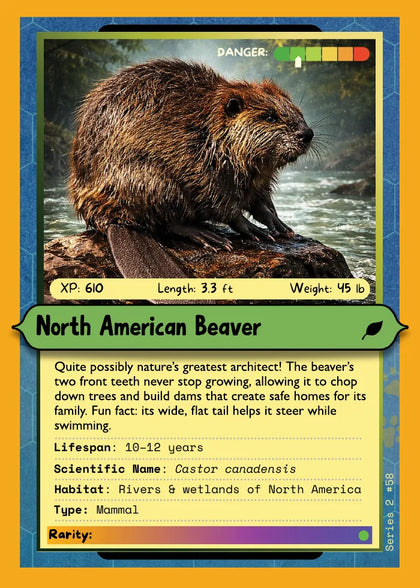 North American Beaver