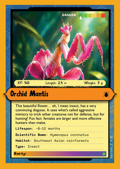 Orchid Mantis