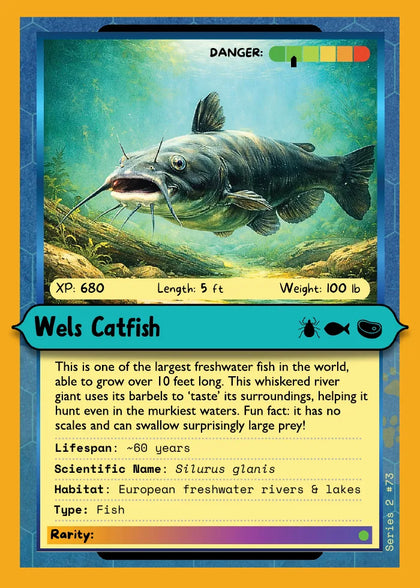 Wels Catfish