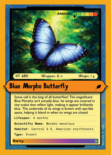Blue Morpho Butterfly