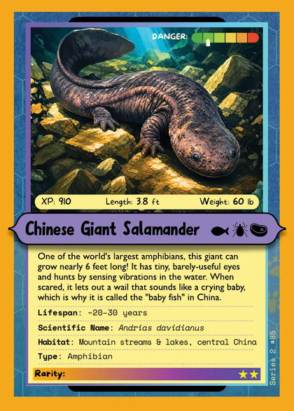 Chinese Giant Salamander