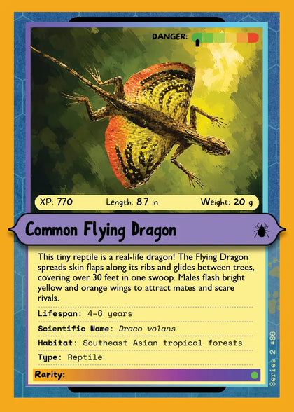 Common Flying Dragon