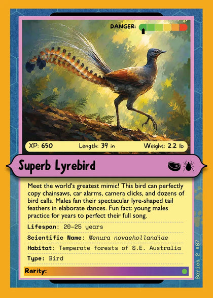 Superb Lyrebird