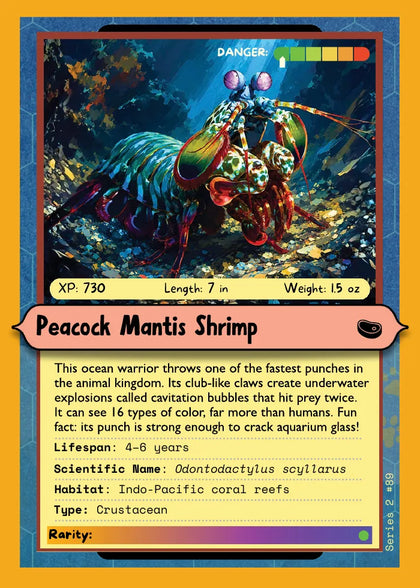 Peacock Mantis Shrimp