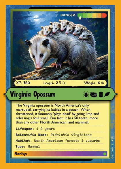 Virginia Opossum